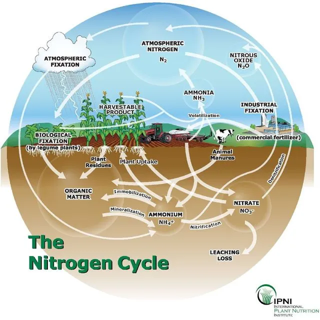thumbnail for publication: Plant Essential Nutrients and Their Role